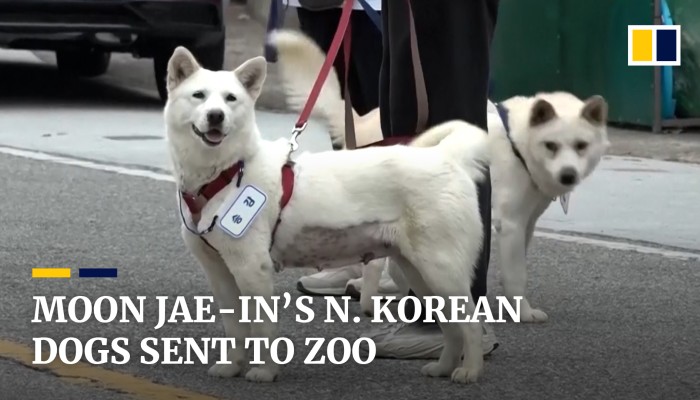 korean zoo animals
